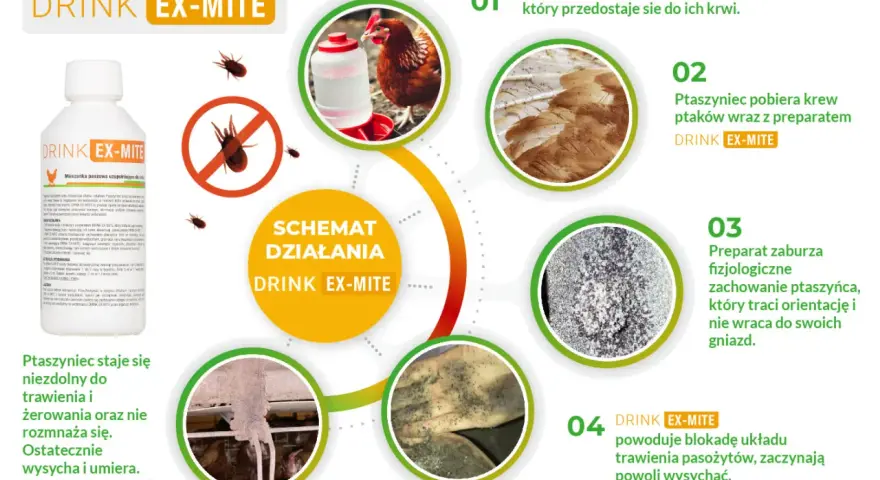 Jak stosować DRINK EX-MITE: kury piją wodę z preparatem, ptaszyniec pobiera krew z krwią ptaków, co zaburza jego fizjologię i prowadzi do śmierci.